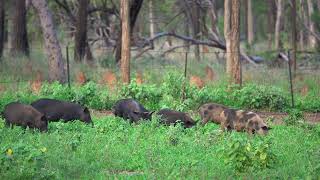 Large Mob Of Wild  Feral Pigs In Australia  Spotted Safaris [upl. by Uliram]