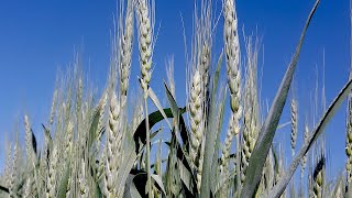 Winnowing Wheat Seeds 8 6 2020 [upl. by Eaneg]