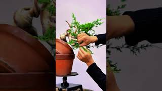 bonsai bonsaiideas bonsaitree bonsaistyling diy bonsaistyles garden bonsaigarden tree [upl. by Jordana127]