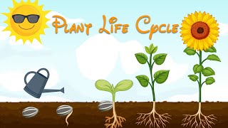 Plant Life Cycle  Learning Life Cycle  Videos For Kids And Toddlers [upl. by Aniraad]