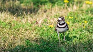 Killdeer Sound  Free Sound Effects  Animal Sounds [upl. by Cand]