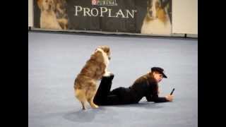 Freestyle Dog Dancing  Vanda Gregorova amp All That Brandy Gentle Mate [upl. by Bowers]