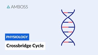 Crossbridge Cycle Muscle Contraction [upl. by Blakeley]