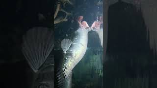 🐈‍⬛ Worlds largest freshwater fishPirarucu Giant Arapaima  Observed in Description [upl. by Plath]