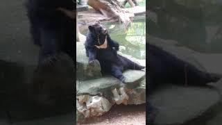 Asiatic Black Bear Nanning Zoo Guangxi China [upl. by Arten]