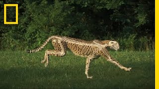 The Science of a Cheetahs Speed  National Geographic [upl. by Elgar]