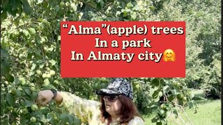 “Alma”Apple trees in a famous park in Almaty city 🤗 [upl. by Phia806]