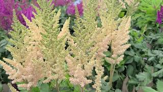 Astilbe Visions series  5 GORGEOUS🌟 Selections Feathery Plumes of Summer Perennial Color [upl. by Abocaj850]