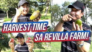 Fruit Picking sa Aming Family Farm Hacienda Azucena  Ramon Bong Revilla Jr Vlogs [upl. by Nerot862]