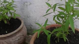 زراعة اللويزة المليسة Comment planterbouturerla verveine citronnelleTuto [upl. by Orsola]