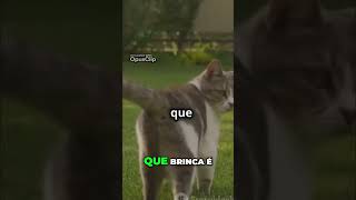 Como Deixar Seu Gato Feliz Dicas de Brincadeiras [upl. by Cirenoj746]