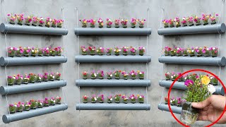 Make your own beautiful Moss Rose flower garden in plastic tubes cheap home decoration [upl. by Dominik462]