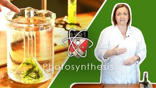 Rates Of Photosynthesis  GCSE Science Required Practical [upl. by Kandace101]