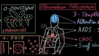 Malaria  Docteur Synapse [upl. by Yntrok]