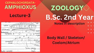 Amphioxus  BSc Zoology 2nd year  Lecture 3  Notes in Description [upl. by Yramliw]