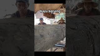 proses penggergajian kayu keruing bandsaw [upl. by Imak610]