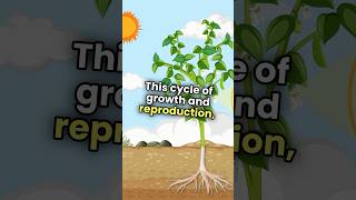 Pea plant growth and reproduction Timelapse 3danimation [upl. by Eliathas]