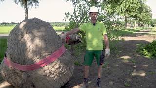 Einen großen Baum richtig pflanzen Lehrfilm der Baumschule Lorenz von Ehren [upl. by Cesare458]