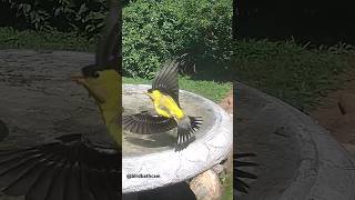 Goldfinch stops at birdbath birds goldfinches birdbathcam [upl. by Blandina]