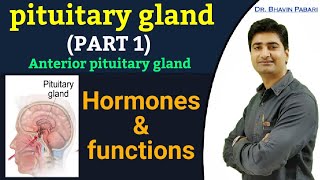 ANATOMY amp PHYSIOLOGY OF PITUITARY GLAND  ANTERIOR PITUITARY GLAND  HORMONES OF ANTERIOR PITUITARY [upl. by Athey]