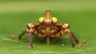 Cute Leafhopper nymph from the Amazon rainforest of Ecuador [upl. by Narad673]