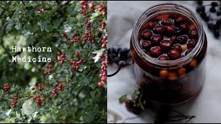 Hawthorn Berry Herbal Medicine Making  Oxymel amp Syrup [upl. by Viviana554]