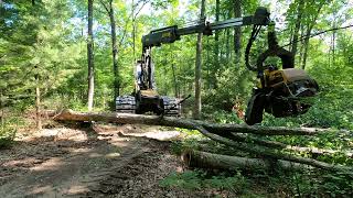 Ponsse Ergo 8w C5 H8 cutting a white oak [upl. by Georgetta]