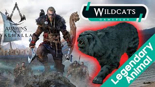 Wildcats of the Weald  Legendary Animal  Assasins Creed Valhalla Gameplay [upl. by Galanti]