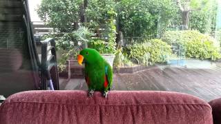 Eclectus singing [upl. by Hein]