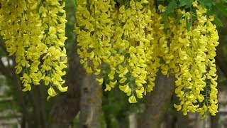 Экзотическое растение Бобовник Лабурнум Золотой дождьExotic plant Laburnum Golden Rain [upl. by Fortunio325]