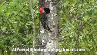 WOODPECKER CALL 21 Seconds [upl. by Ahsemo897]