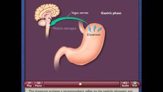 Three Phases of Gastric Secretion [upl. by Aisitel]