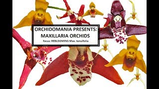 Orchidomania Presents Maxillaria Orchids focus on Max tenuifolia [upl. by Lucie]