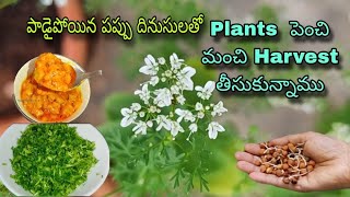 పాడైపోయిన పప్పు దినుసులతో మొక్కలుGrown LEAFY VEGETABLES from Spoilt GrainsTELUGU GardenerwithArts [upl. by Lower]