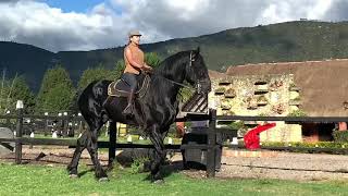 Percheron  Sumatambo Royal Rolex montado Draft Horse Riding Stallion 19hh [upl. by Leuqram]