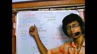 Complement system part 1 introduction [upl. by Clifton]