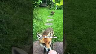 Foxes put their children to women to plead for their carefox hand love youtube foryou [upl. by Follansbee]