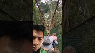 A Gibbon swings travel animals adventure family [upl. by Bleier70]