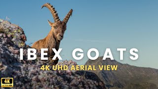 Ibex Goat Documentary [upl. by Newbold495]