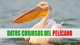 Pelícanos Pelecanus  Datos curiosos de animales [upl. by Enyrehtac197]