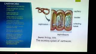 Excretion in Invertebrates Biology [upl. by Raymonds174]