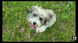 4 month Schnoodle puppy Ruger learning basic obedience with Houston dog training [upl. by Teleya935]