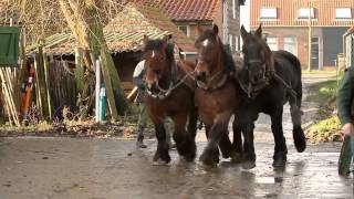 paardenkracht  Promo  Trekpaarden [upl. by Pia]