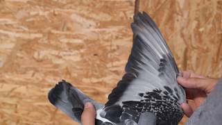 Racing pigeon for sale 100  Pure Stickelbaut 792  2015 [upl. by Schiffman]