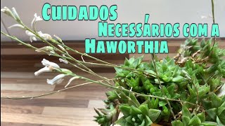 Haworthia Cymbiformis  Suculenta de sombra  Cuidados necessários [upl. by Eugenio837]