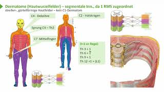 Untere Extremität I Plexus lumbosacralis  Übersicht I Prof Dr med Wirth [upl. by Yendic]