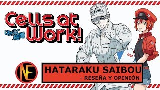 Hataraku Saibou Cells At Work  Reseña y Opinión [upl. by Bundy]