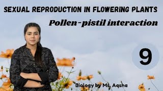 POLLEN PISTIL INTERACTION  SEXUAL REPRODUCTION IN FLOWERING PLANTS  NEET CUET CBSE CLASS 12 [upl. by Yllus]