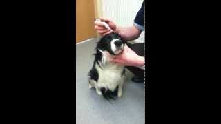 387 Vets  How to give a dog eye drops [upl. by Arytal]