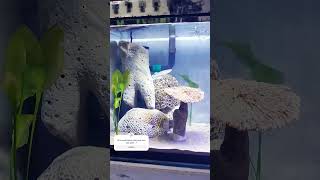 Mini arwana quotaplocheilus panchaxquot di aquarium ternyata cantik viralvideo sorts ikan ikanhias [upl. by Enyawed429]